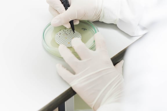 Microbiologist counting microorganism from water sample
